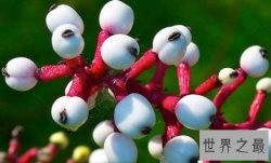 【图】世界上最神奇的植物 尸臭魔芋（7年开一次花）