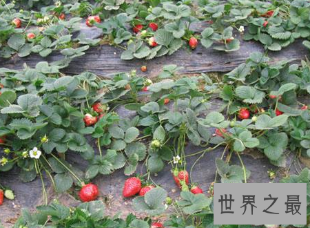 【图】草莓英文在国外人们居然这样称呼他