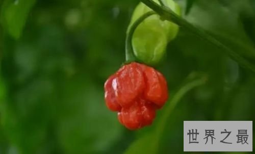 特立尼达7号品种