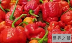 【图】世界上最辣的辣椒 龙吐息辣椒辣度248万