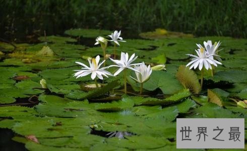 【图】世界上最美的花你最喜欢哪一个呢