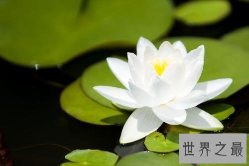 【图】世界上最美的花你最喜欢哪一个呢