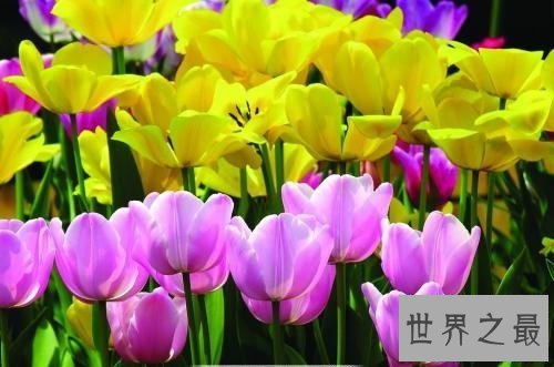 【图】世界上最美的花你最喜欢哪一个呢