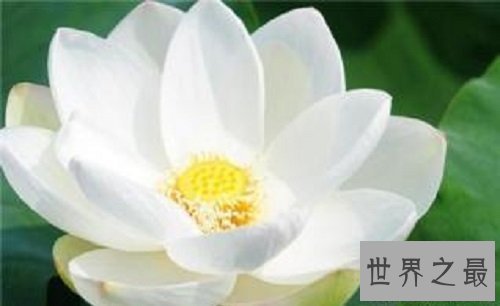 【图】世界上最美的花你最喜欢哪一个呢