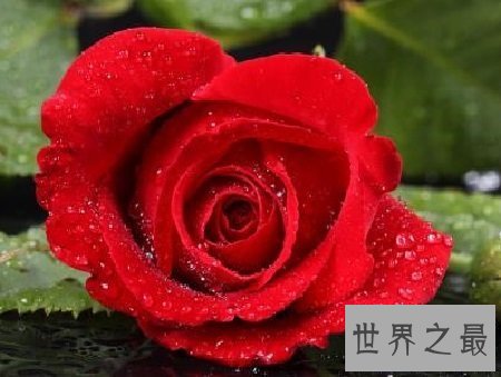 【图】世界上最美的花你最喜欢哪一个呢