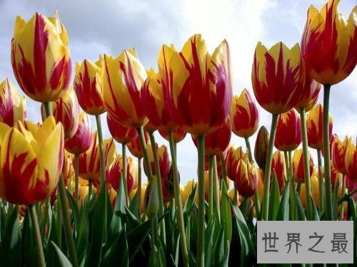 【图】世界上最美的花你最喜欢哪一个呢