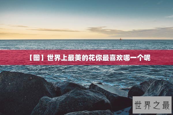 【图】世界上最美的花你最喜欢哪一个呢