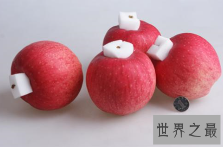 【图】世界一号苹果不是最大也不是最好吃而是最贵