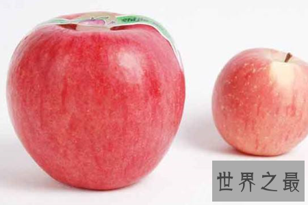 【图】世界一号苹果不是最大也不是最好吃而是最贵