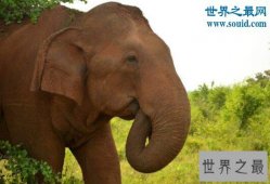 【图】世界上睡眠最少的动物，大象竟一周不睡觉