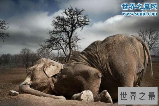【图】世界上睡眠最少的动物，大象竟一周不睡觉