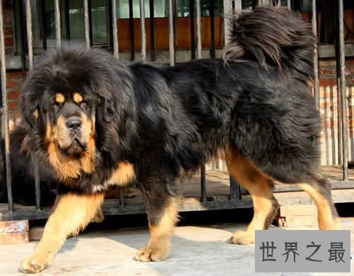 【图】世界上最贵的藏獒，中国纯红藏獒高达5000万