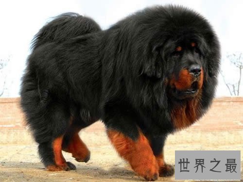 【图】世界上最贵的藏獒，中国纯红藏獒高达5000万