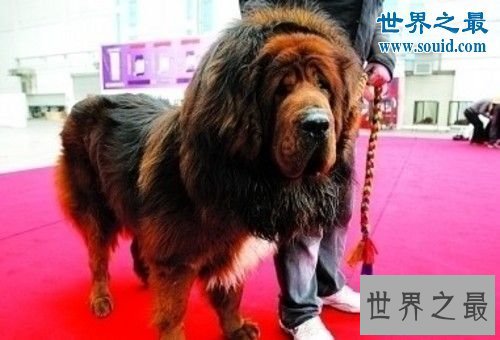 【图】世界上最贵的藏獒，中国纯红藏獒高达5000万