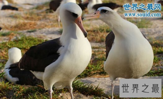 【图】世界上寿命最长的鸟，金刚鹦鹉超长待机87年