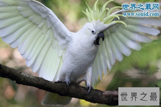 【图】世界上寿命最长的鸟，金刚鹦鹉超长待机87年