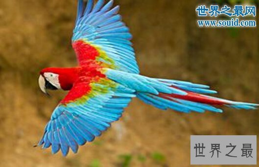 【图】世界上寿命最长的鸟，金刚鹦鹉超长待机87年