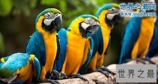 【图】世界上寿命最长的鸟，金刚鹦鹉超长待机87年