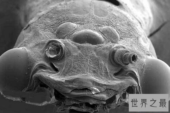 【图】世界十大丑陋动物，水滴鱼丑成一坨(被自己丑哭