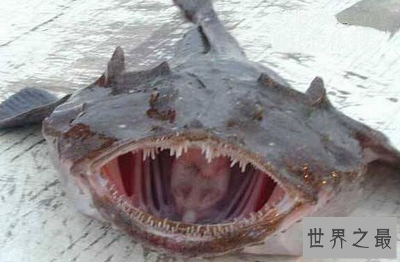 【图】世界十大丑陋动物，水滴鱼丑成一坨(被自己丑哭