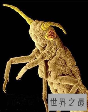 【图】世界十大丑陋动物，水滴鱼丑成一坨(被自己丑哭