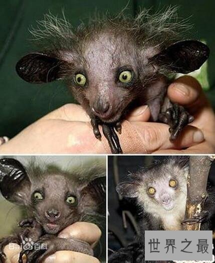 【图】世界十大丑陋动物，水滴鱼丑成一坨(被自己丑哭