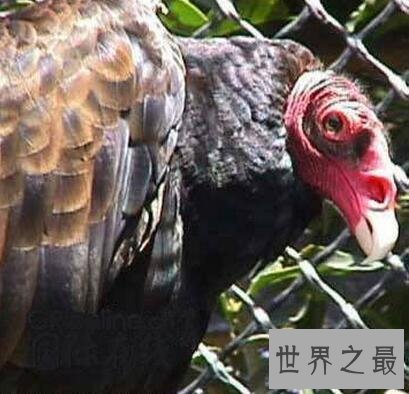 【图】世界十大丑陋动物，水滴鱼丑成一坨(被自己丑哭