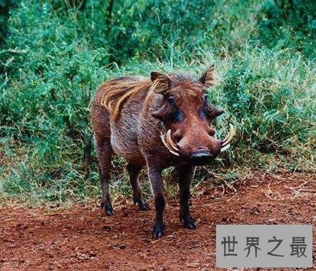 【图】世界十大丑陋动物，水滴鱼丑成一坨(被自己丑哭