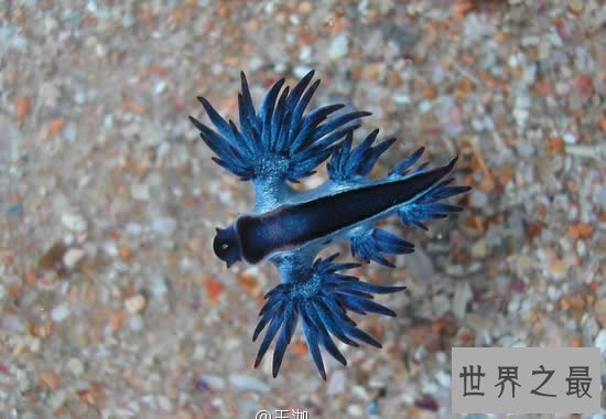 【图】世界上最像外星生物的动物，阿特兰提库斯(从没