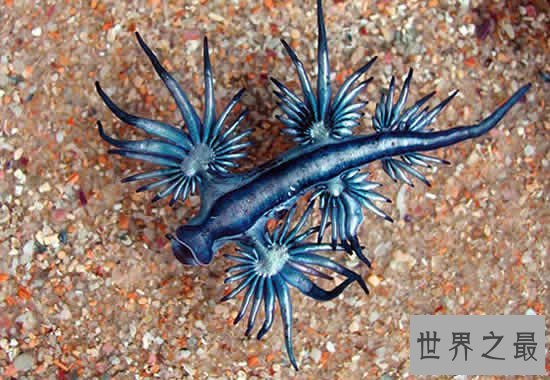 【图】世界上最像外星生物的动物，阿特兰提库斯(从没