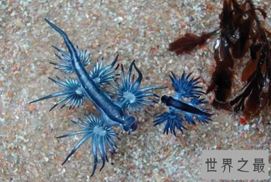 【图】世界上最像外星生物的动物，阿特兰提库斯(从没