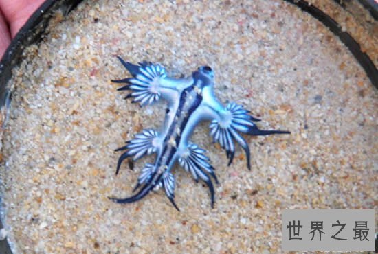 【图】世界上最像外星生物的动物，阿特兰提库斯(从没