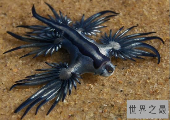 【图】世界上最像外星生物的动物，阿特兰提库斯(从没