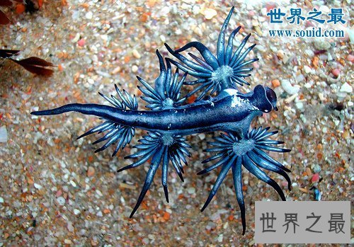 【图】世界上最像外星生物的动物，阿特兰提库斯(从没