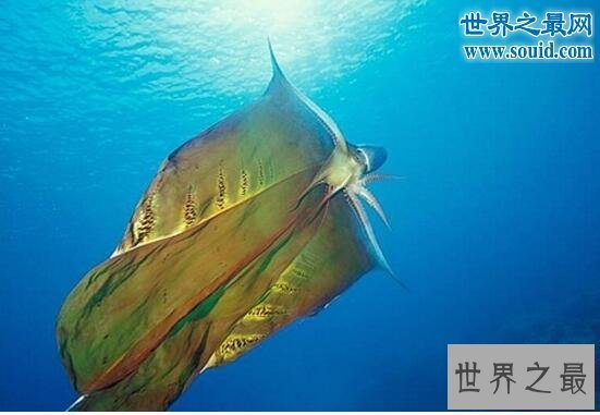 【图】世界上最奇怪的生物，你没见过的异形怪物