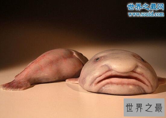 【图】世界上最奇怪的生物，你没见过的异形怪物