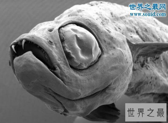 【图】世界上最奇怪的生物，你没见过的异形怪物