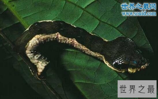 【图】世界上最奇怪的生物，你没见过的异形怪物