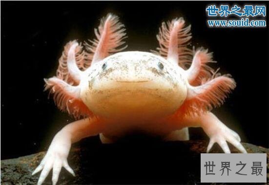 【图】世界上最奇怪的生物，你没见过的异形怪物