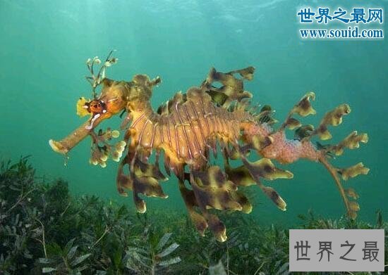 【图】世界上最奇怪的生物，你没见过的异形怪物