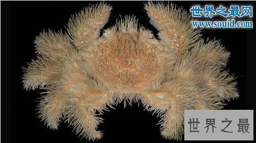 【图】世界上最奇怪的生物，你没见过的异形怪物