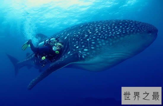 【图】世界上最大的鱼是什么鱼，鲸鲨(长20米/重55吨)