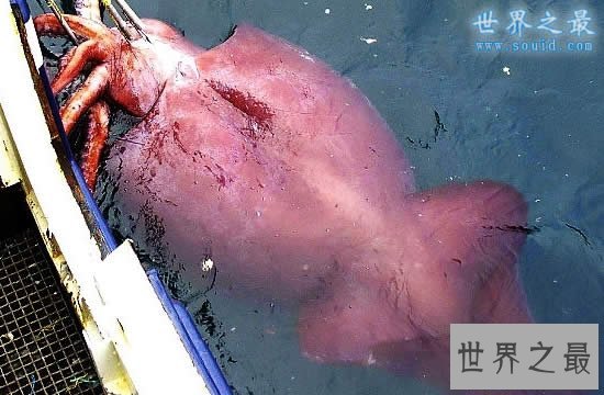 【图】世界上最大的鱼是什么鱼，鲸鲨(长20米/重55吨)