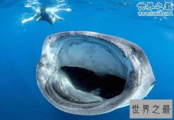 【图】世界上最大的鱼是什么鱼，鲸鲨(长20米/重55吨)