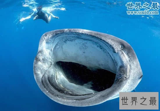 【图】世界上最大的鱼是什么鱼，鲸鲨(长20米/重55吨)