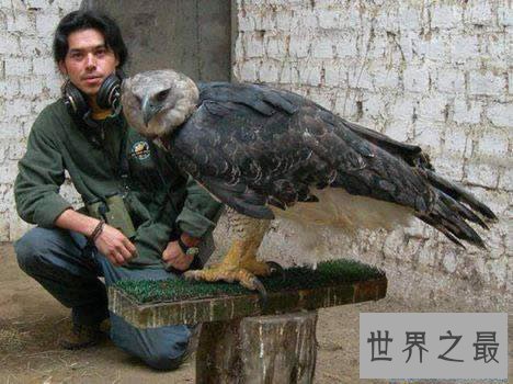 【图】世界上最大的鹰，菲律宾食猿雕(翼展8米/重70公斤