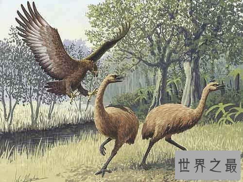 【图】世界上最大的鹰，菲律宾食猿雕(翼展8米/重70公斤