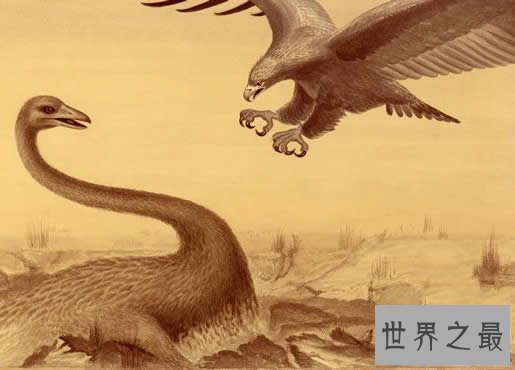 【图】世界上最大的鹰，菲律宾食猿雕(翼展8米/重70公斤