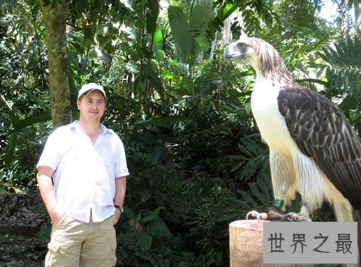 【图】世界上最大的鹰，菲律宾食猿雕(翼展8米/重70公斤