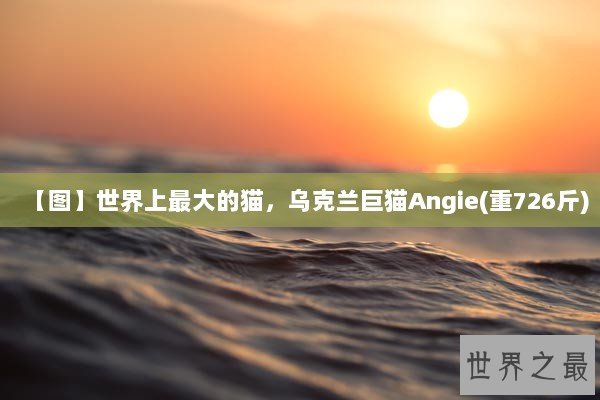 【图】世界上最大的猫，乌克兰巨猫Angie(重726斤)